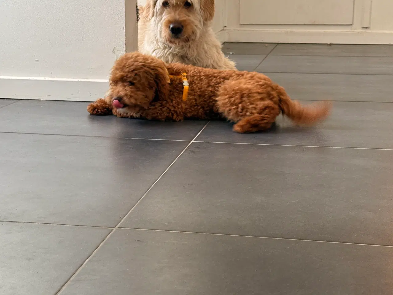 Billede 6 - Maltipoo han hvalp på næsten 6 måneder sælges. 