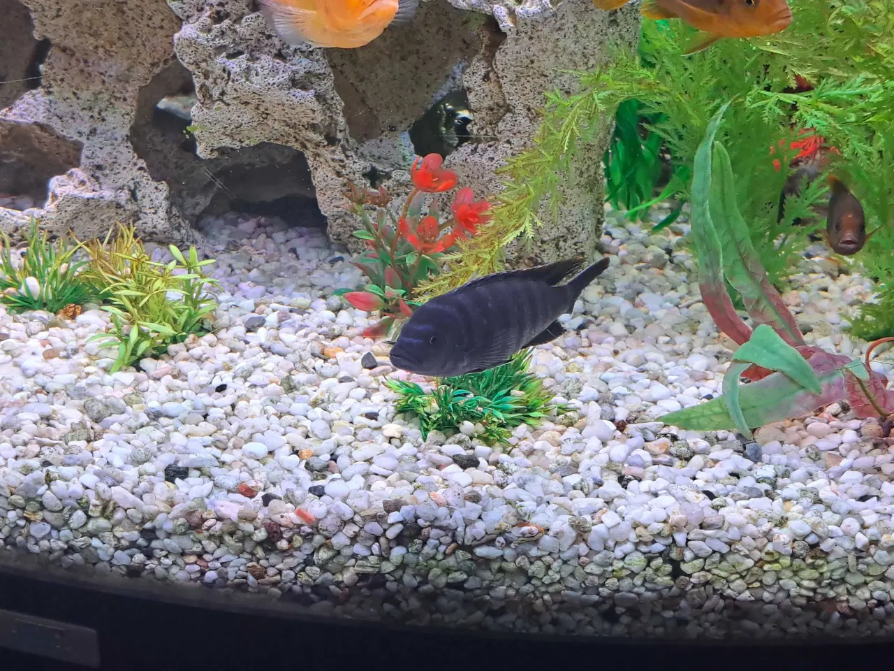 Billede 5 - Sort/blå stribet cichilide