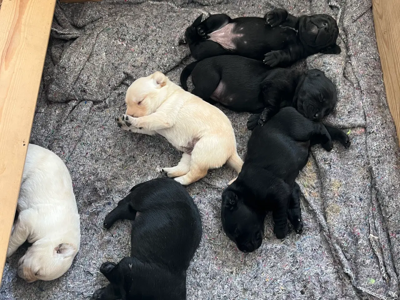 Billede 3 - Labrador hvalpe