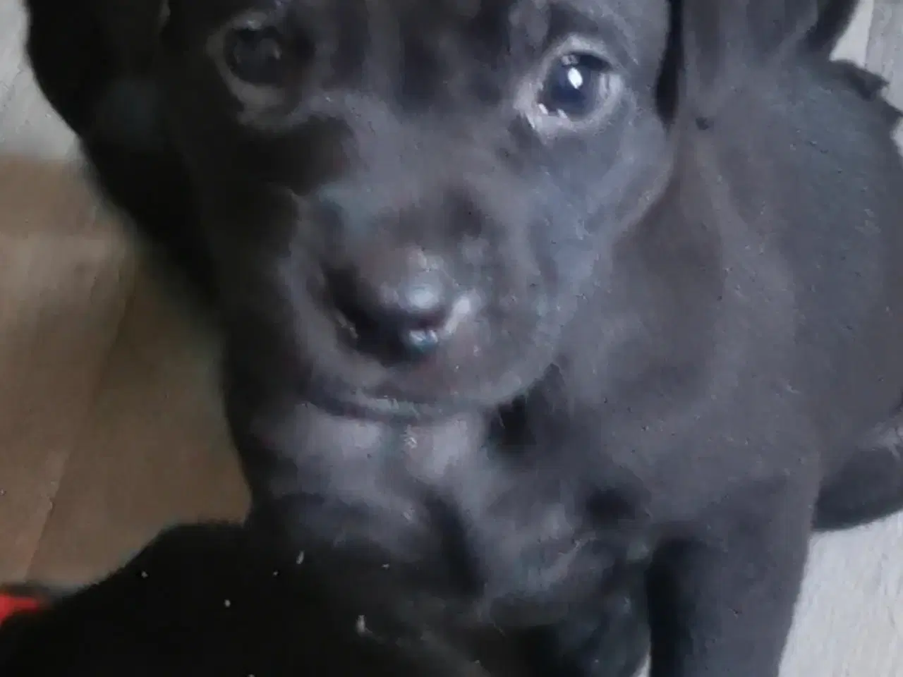 Billede 2 - Blandings hvalpe rottweiler blanding /labrador 