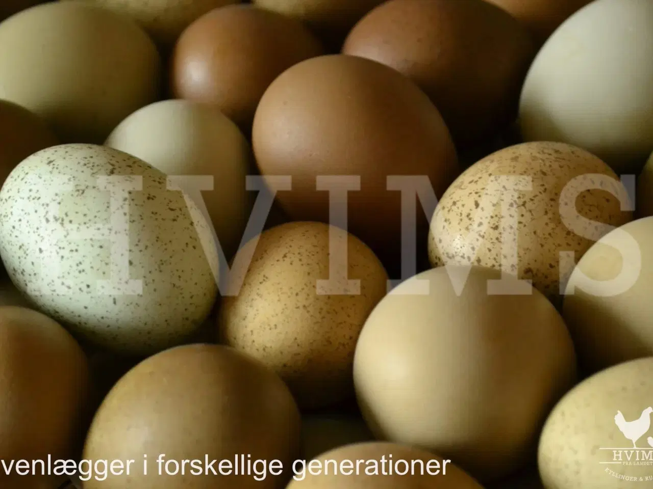 Billede 5 - Smukke blandingsæg i flere farver