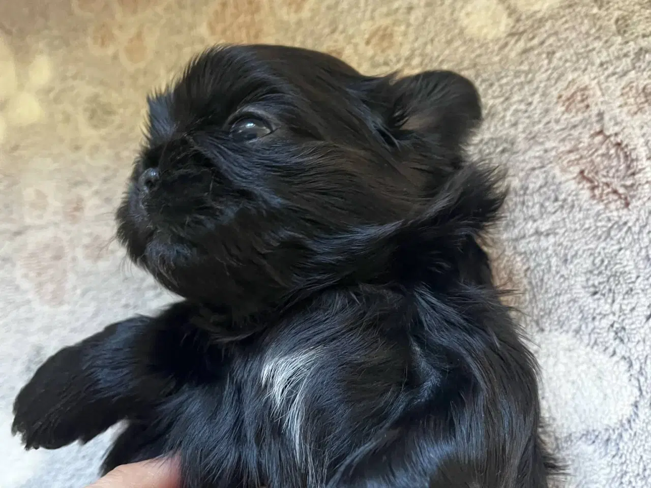 Billede 2 - Shih Tzu hvalpe