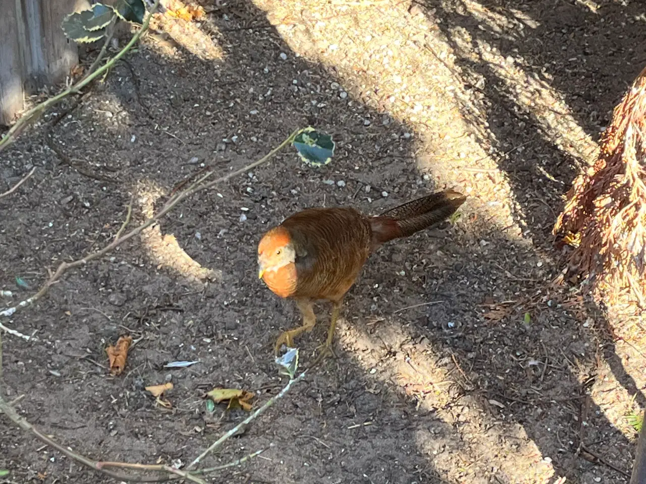 Billede 1 - Guldfasan 