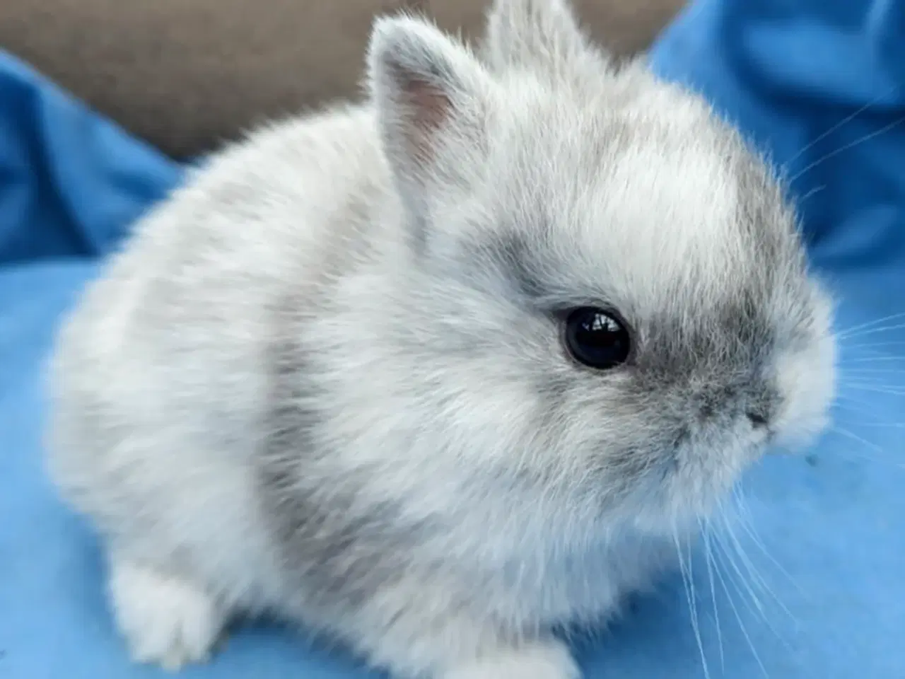 Billede 2 - Hermelin kaninunge sælges 