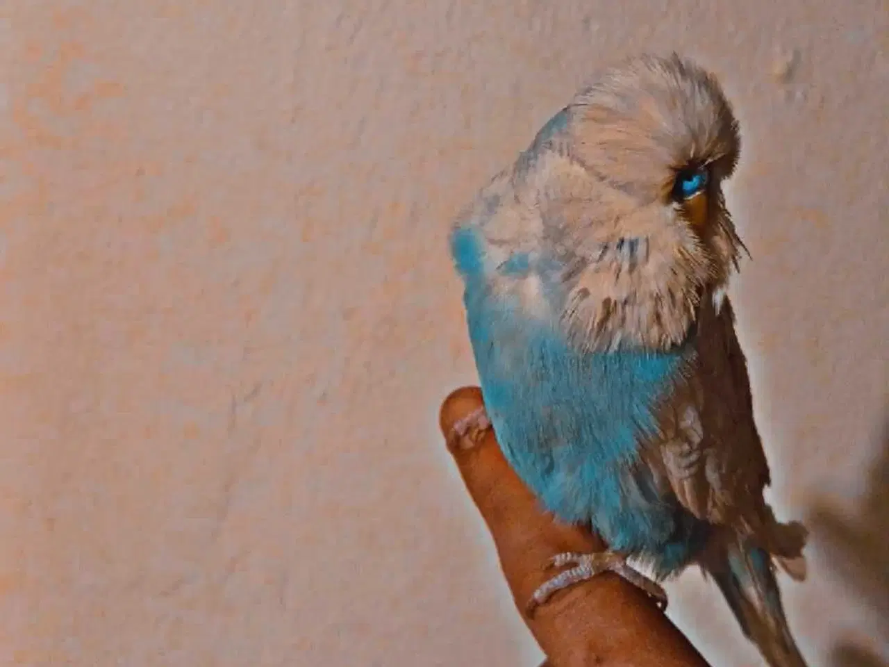 Billede 2 - Fin engelsk undulat han