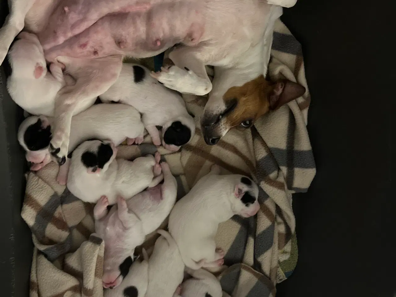 Billede 3 - Super fine Jack russel hvalpe