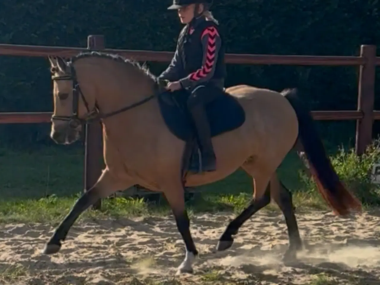 Billede 4 - Gudesmuk Welsh Cob ponyhoppe