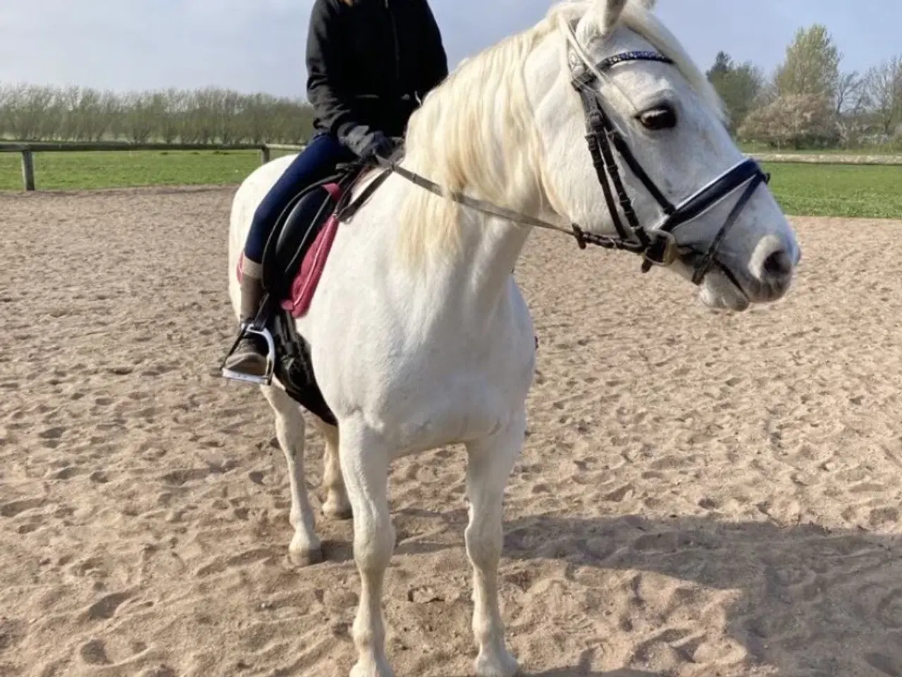 Billede 2 - Irsk pony sælges