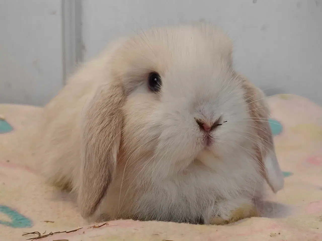 Billede 13 - Minilop