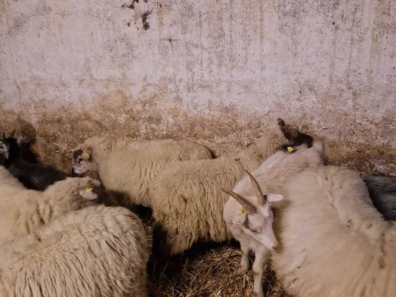 Billede 3 - Landrace gimmerlam 