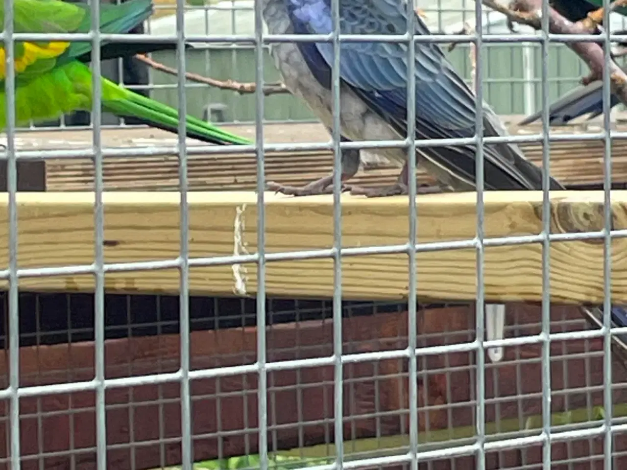 Billede 2 - Pennant han min 2 år 