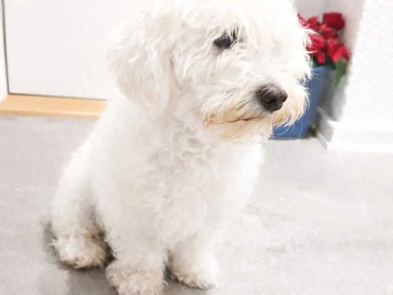 Billede 6 - Bichon Havanais kvalpe 🤗🐶🥰♥️