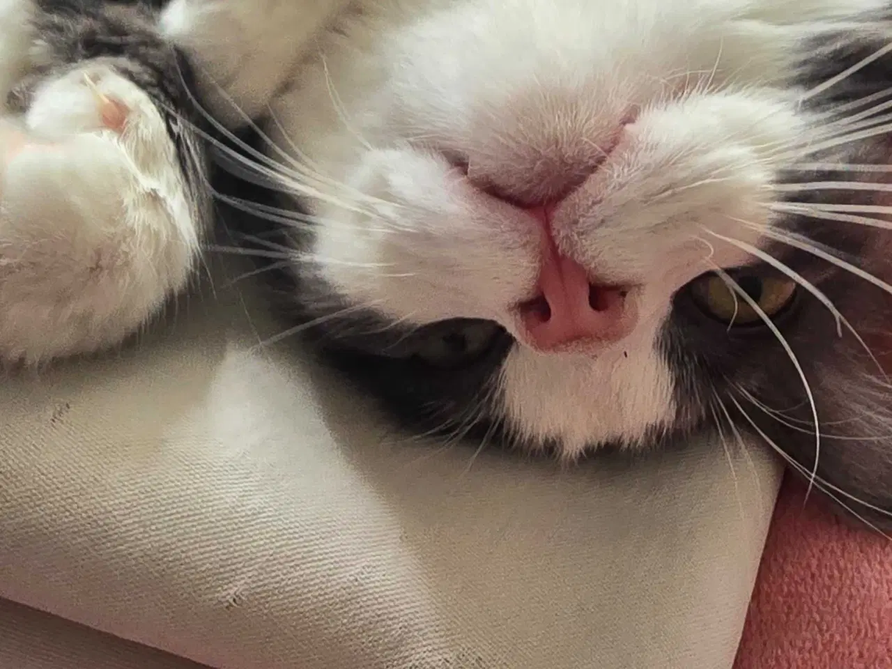 Billede 7 - Maine coon han og hun kat 
