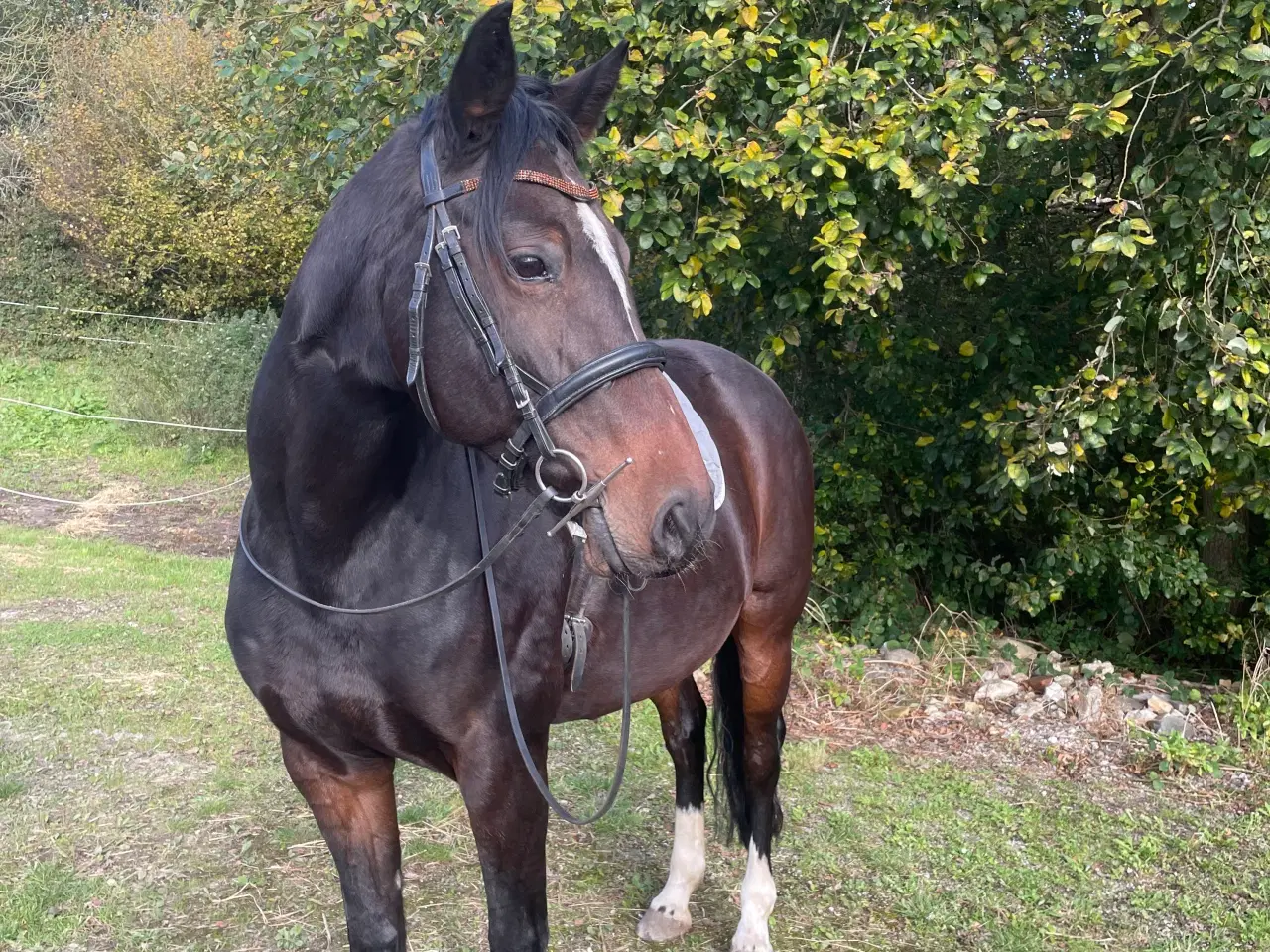 Billede 1 - Dejlig hoppe til jordarbejde og ridning