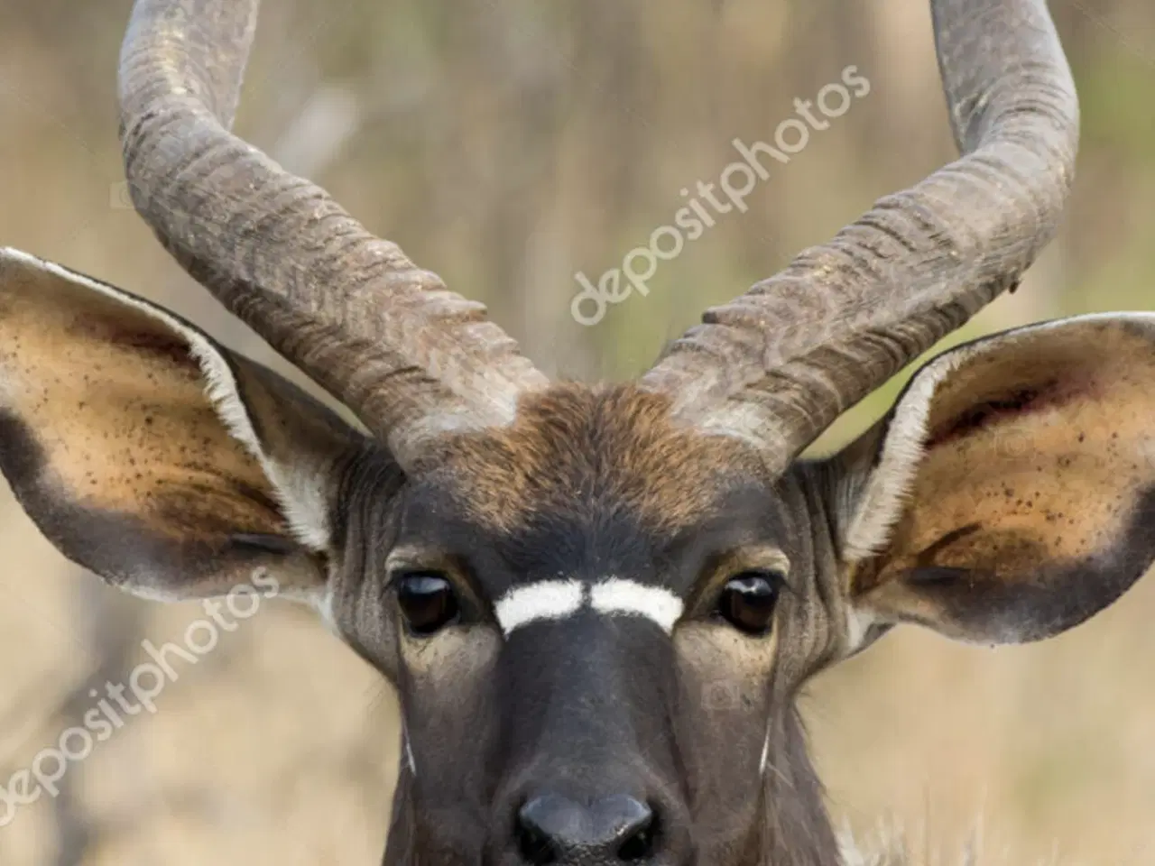 Billede 5 - Nyala hovedmonteret fra Namibia sælges