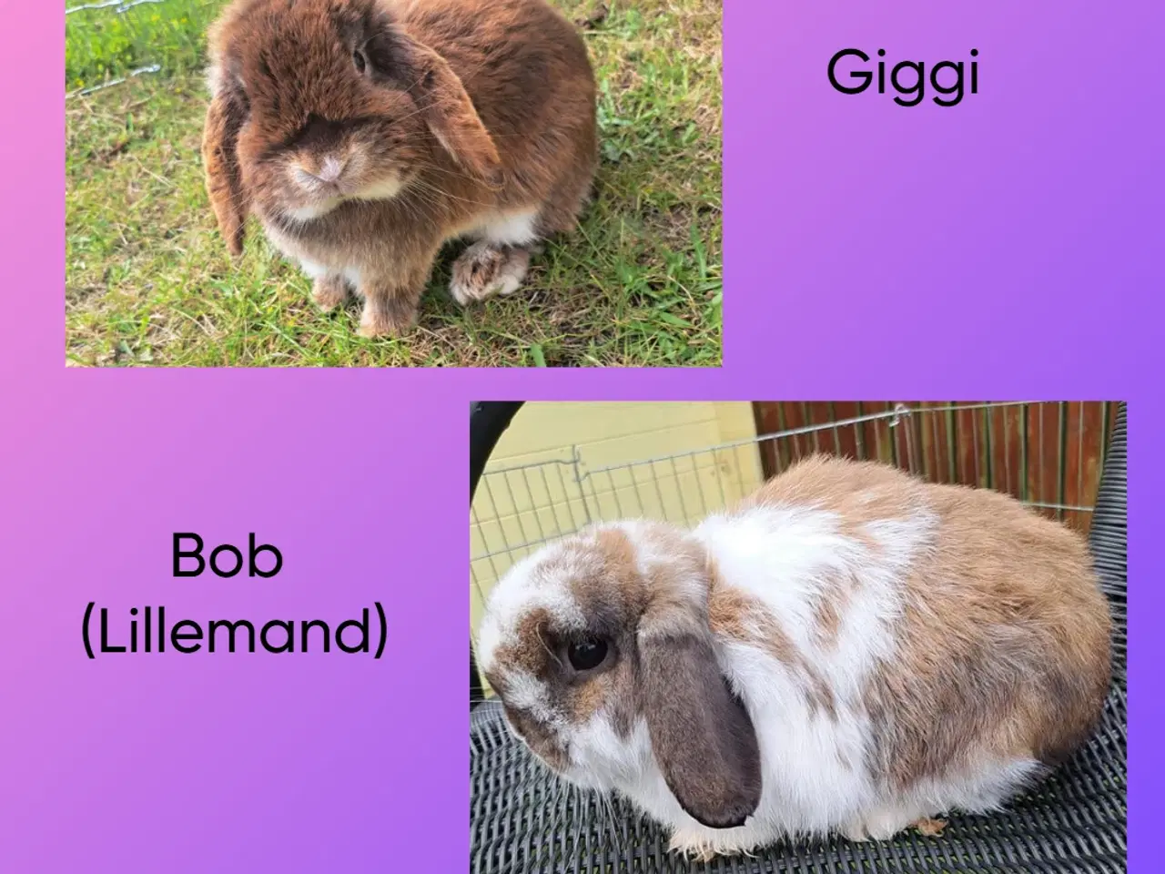 Billede 7 - Minilop, 0 år