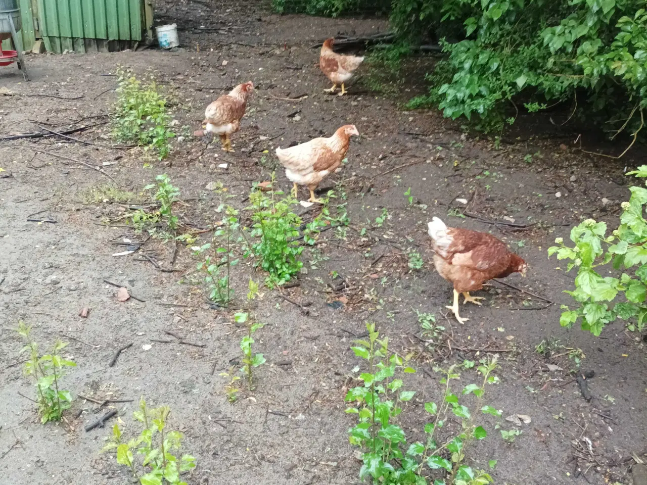 Billede 6 - God ægge lægger røde amerikaner på 24 uge