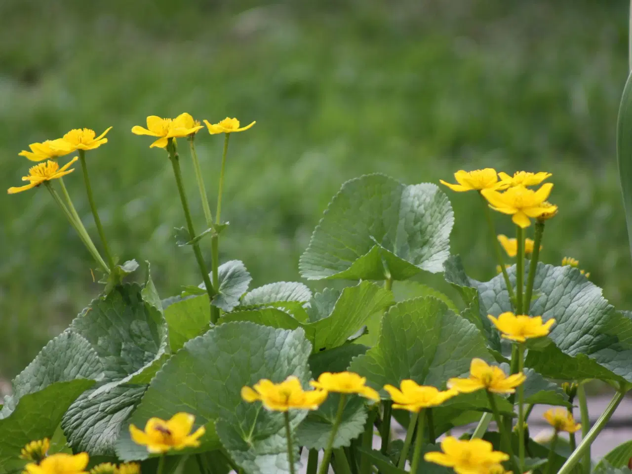 Billede 15 - Stauder, Vandplanter , Buske 