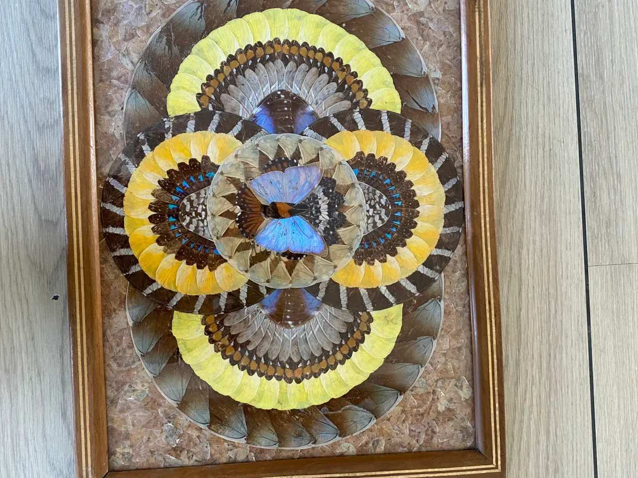 Billede 1 - Sommerfugle bakker