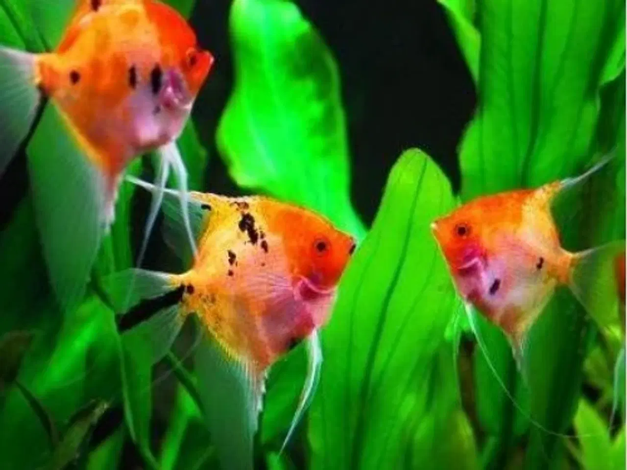 Billede 13 - Flotte akvariefisk