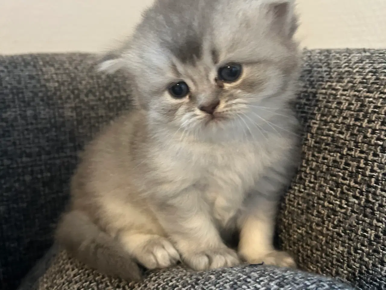 Billede 6 - Perser / British Shorthair