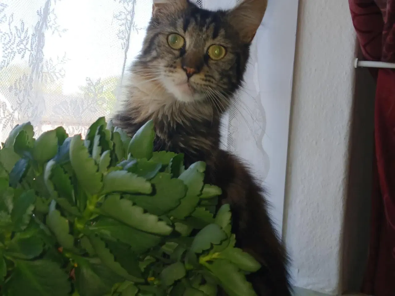 Billede 3 - Smuk lille Main coon pige