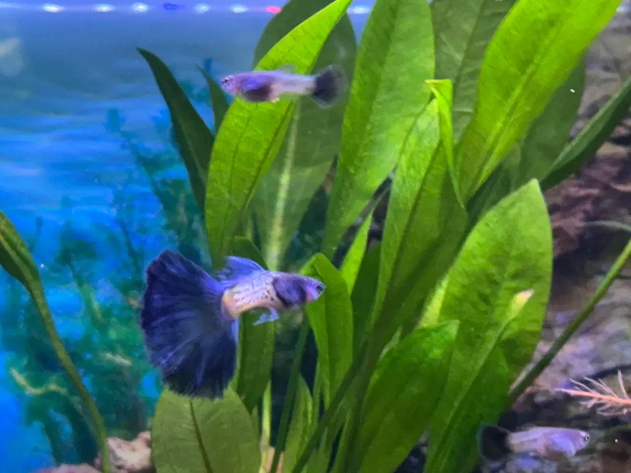 Billede 2 - Renstammede guppyer