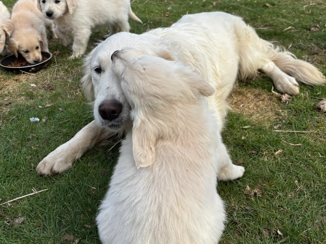 Billede 5 - 7 Golden retriever hvalpe sælges