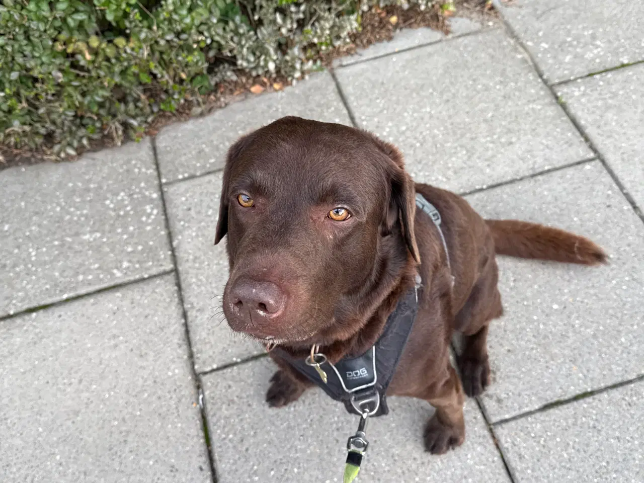 Billede 4 - Labrador tilbydes til avl