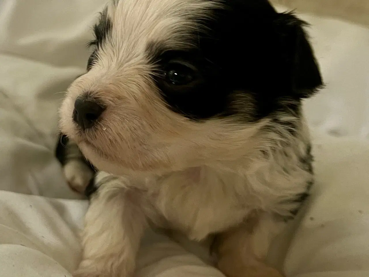 Billede 4 - Allergivenlig Shih Tzu / Bichon Havanais