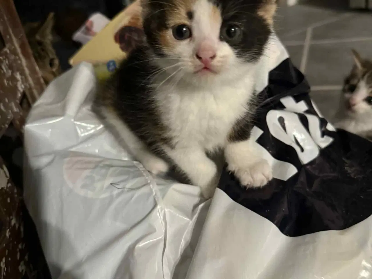 Billede 3 - Katte