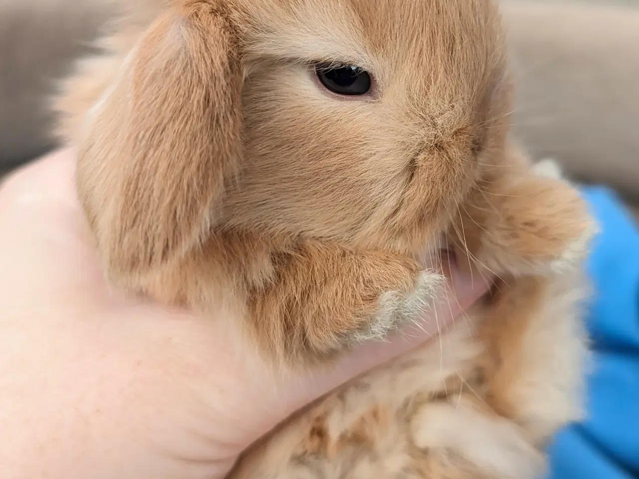 Billede 4 - Minilop kaninunge sælges