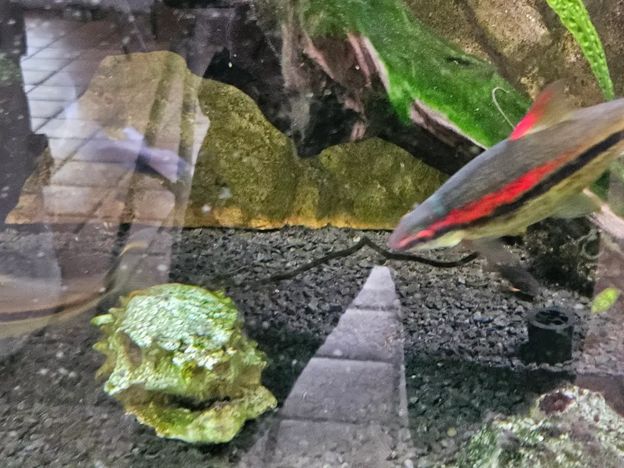 Billede 3 - Akvarie 