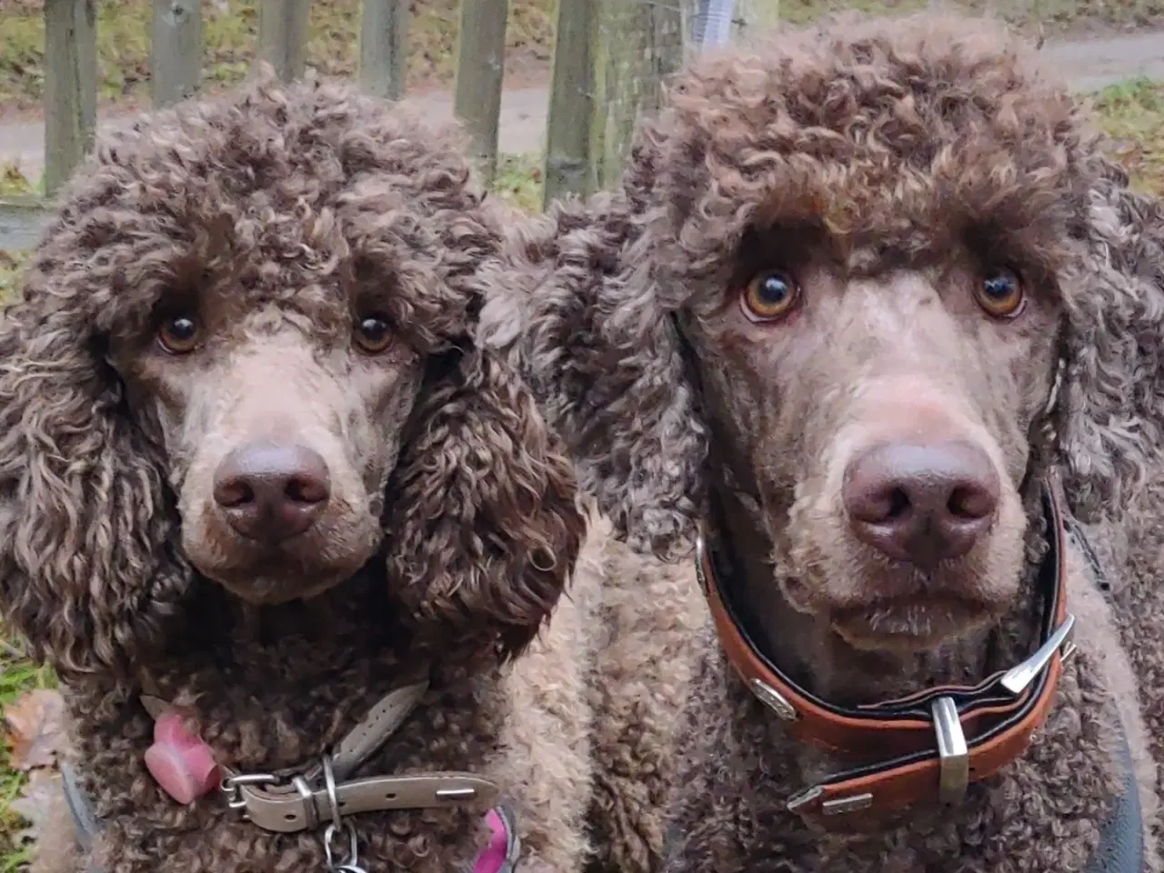 Billede 15 - Hundefrisør/trimming/groomer 