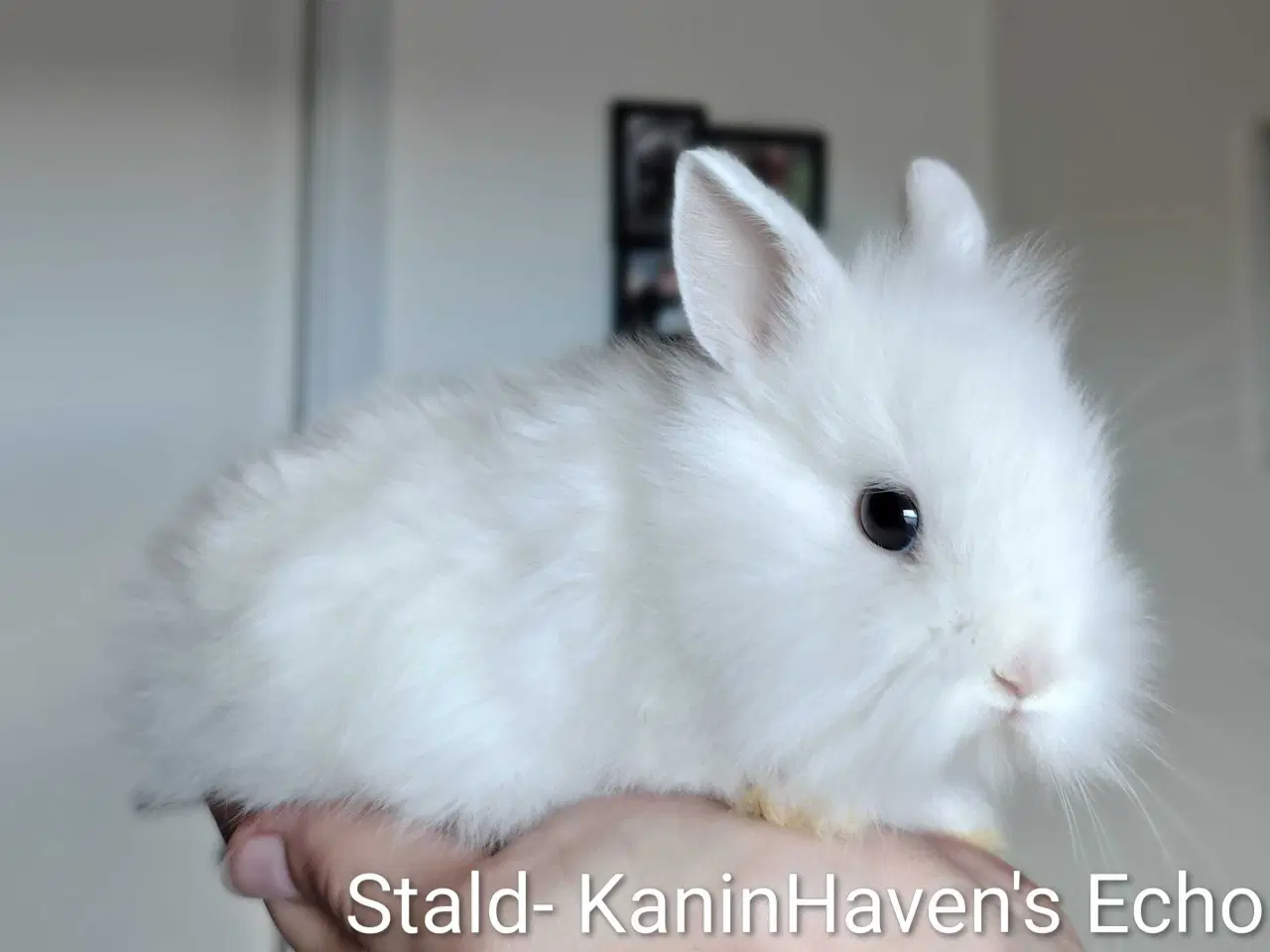 Billede 8 - Indendøres Fri-Kaniner 🐰