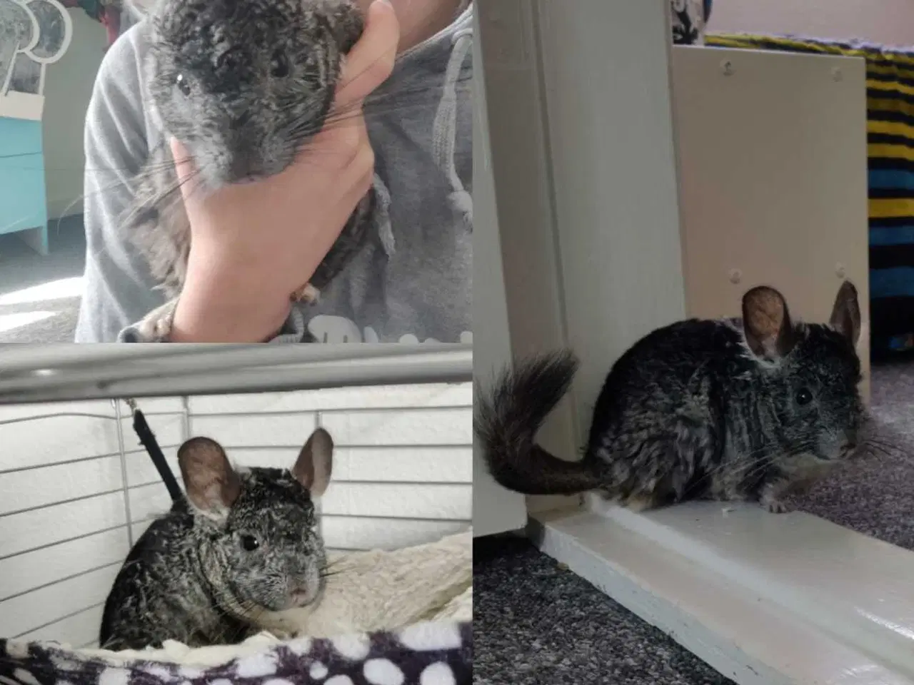 Billede 4 - Chinchillaen Ruth søger ny løbegård