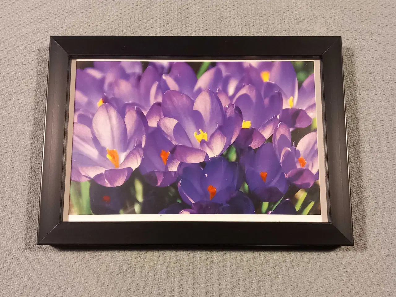 Billede 6 - Forskellige blomster  Billeder i sort ramme