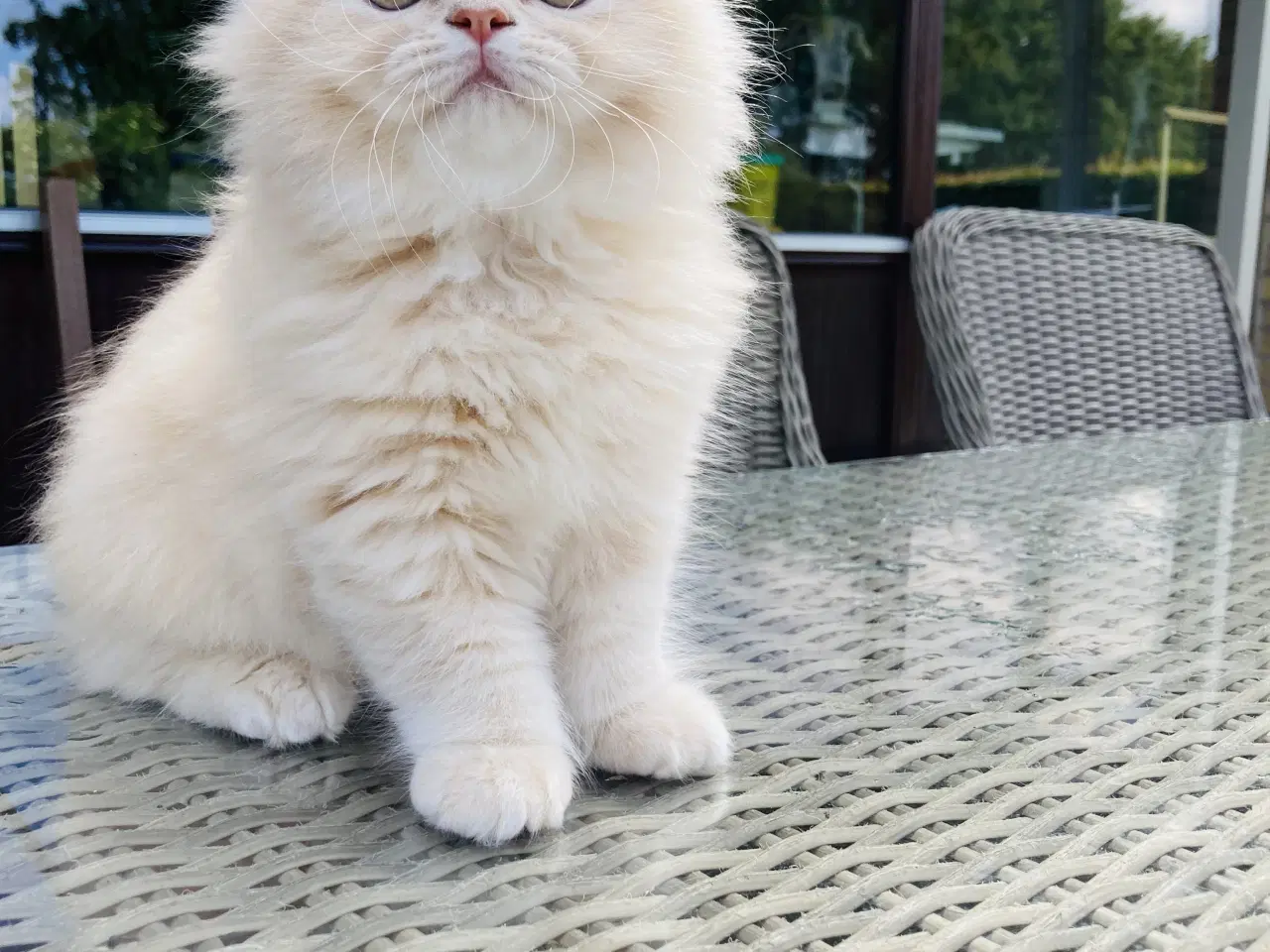 Billede 3 - Selkirk rex, langhår