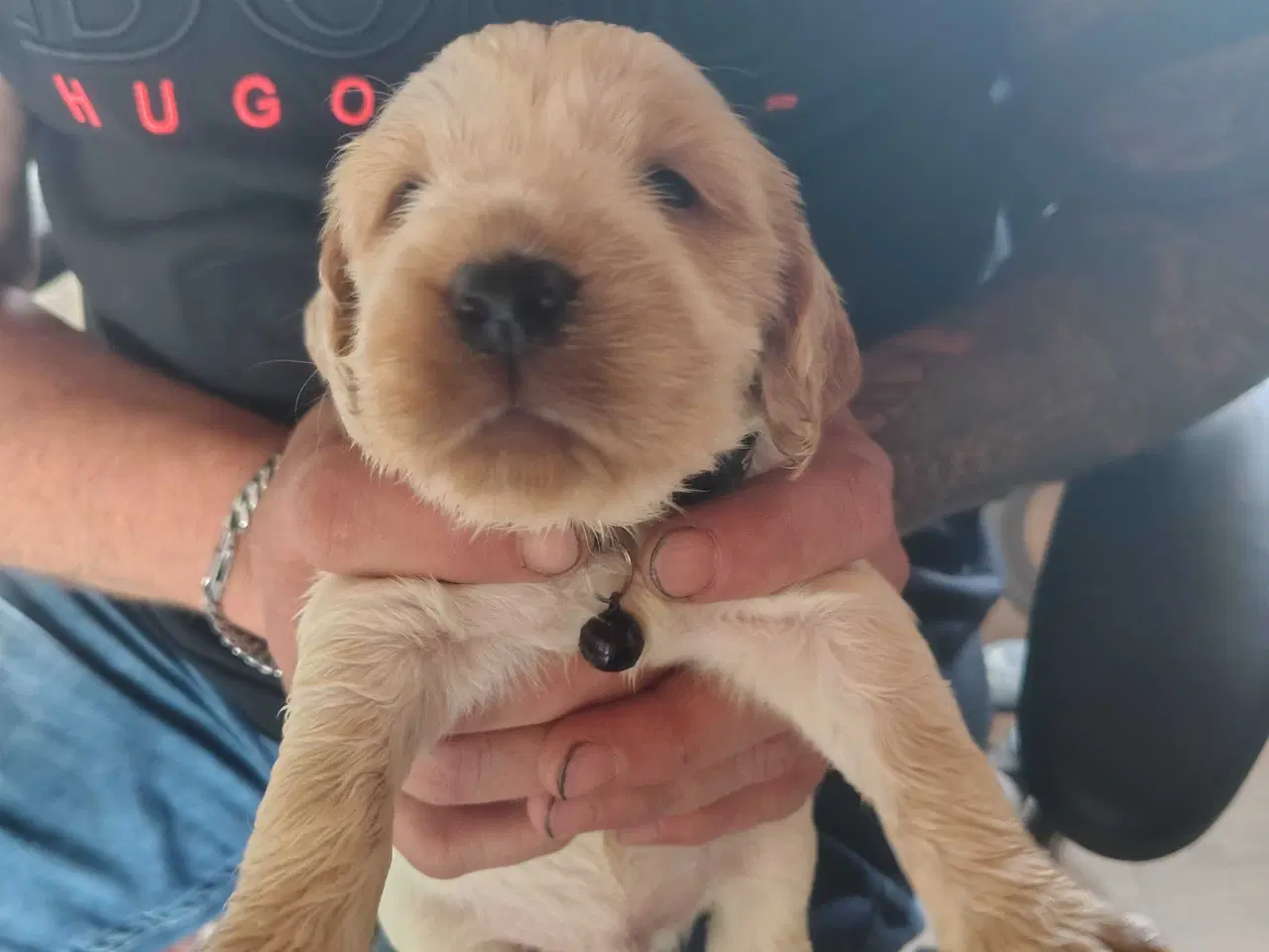 Billede 5 - Cocker Spaniel 