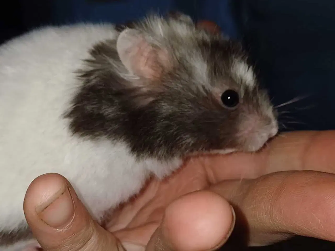 Billede 6 - Guldhamster unger