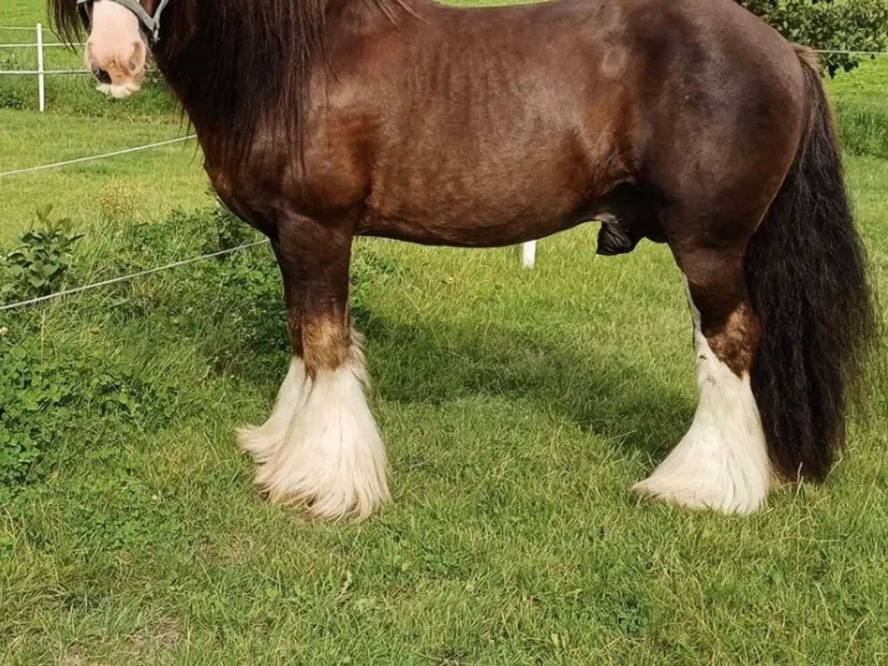 Billede 9 - Irish cob hoppe