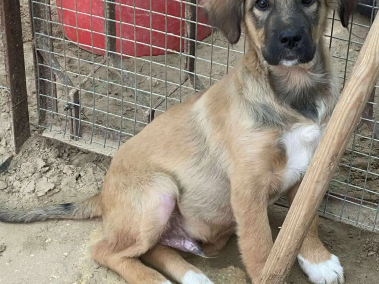 Billede 1 - Hund (blanding/gadehund)