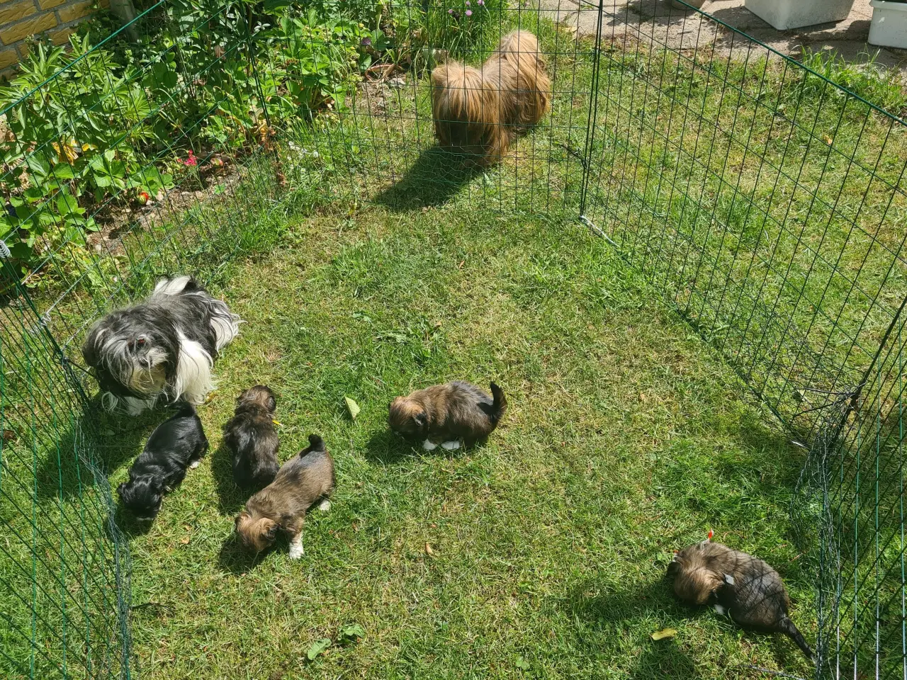 Billede 11 - ægte Lhasa Apso hvalpe 