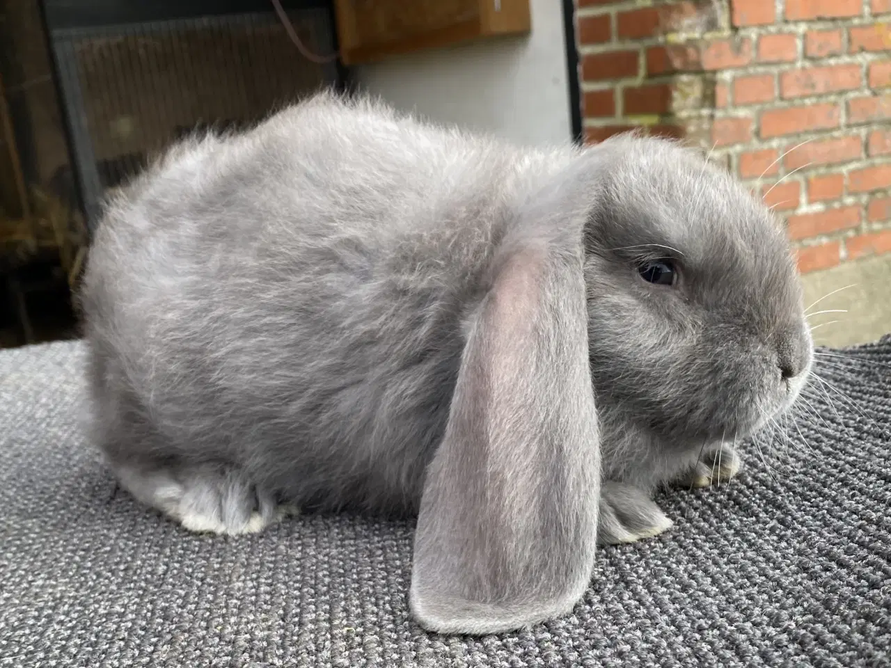 Billede 6 - FRANSK VÆDDER HAN BLÅ