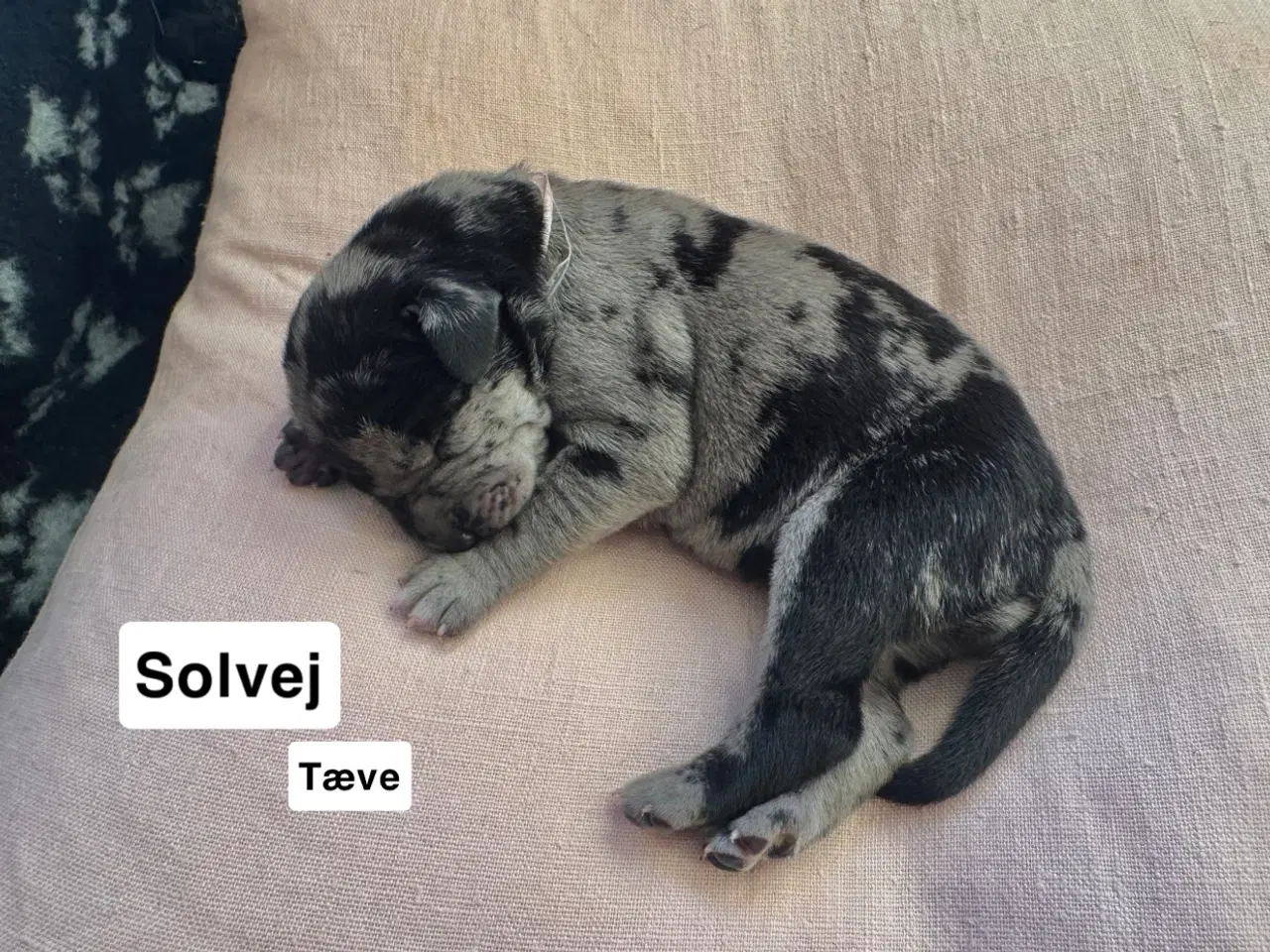 Billede 11 - Grand Danois hvalpe