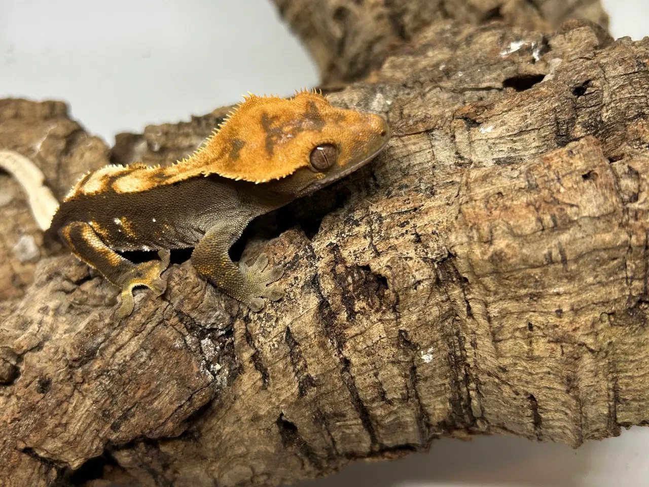 Billede 5 - Kronegekko ung han 