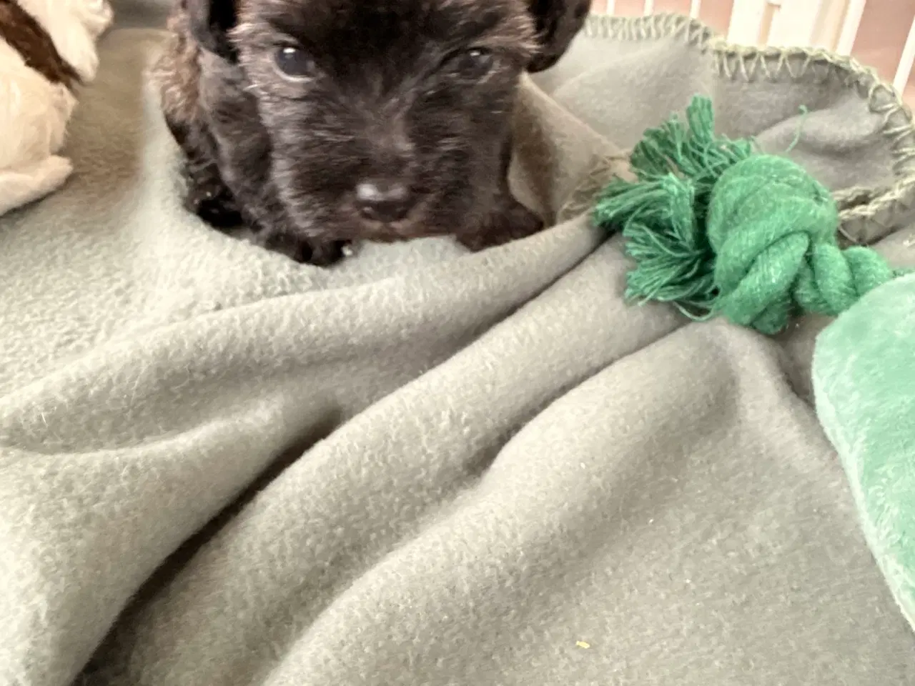 Billede 4 - 🐶 De skønneste familievenlige blandingshvalpe