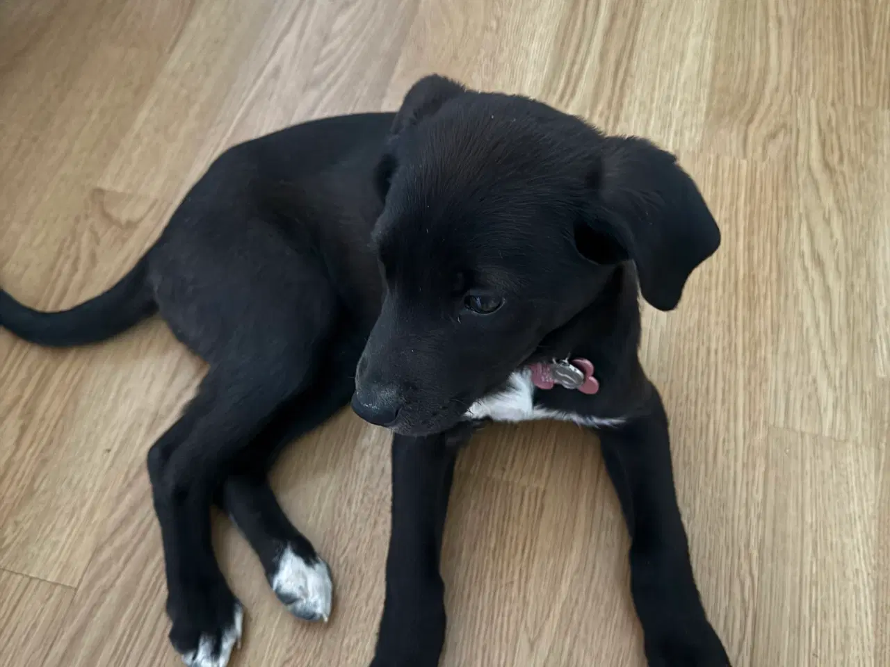 Billede 1 - Hund