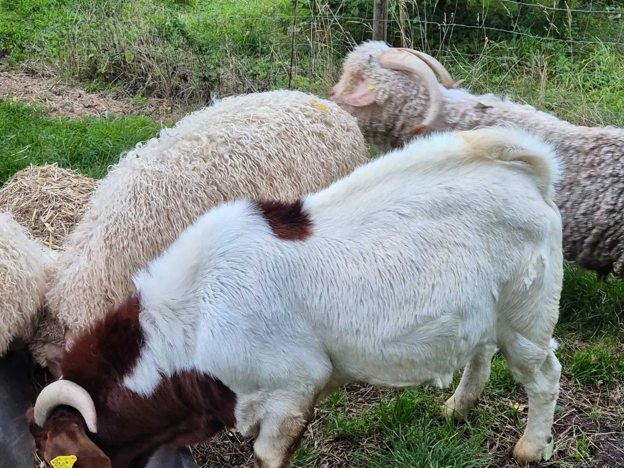 Billede 3 - Boer buk raceren