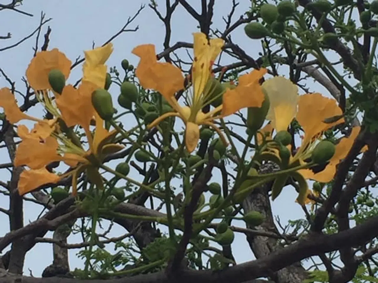 Billede 8 - 20 Frø Af Delonix Regia Royal (Gul). Meget sjælden